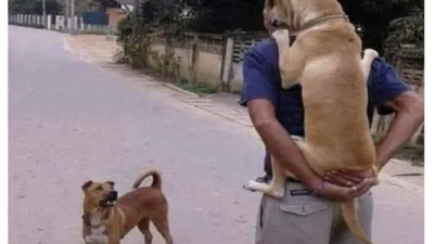 Get a dog, he will protect you