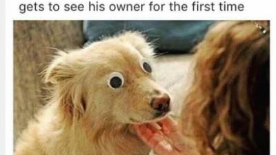 The dog was so surprised