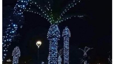 Christmas lights on palm tree makes you very embarrassed....