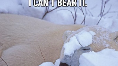 Bear it, bear!