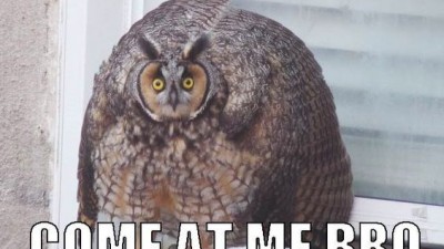 when an owl sees u