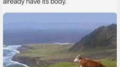 Peaceful cow